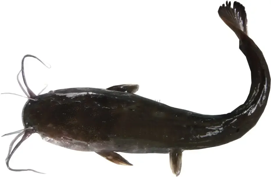 Catfish and Fingerings(1kilo)