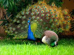 Male And Female Peacocks Available For Sale